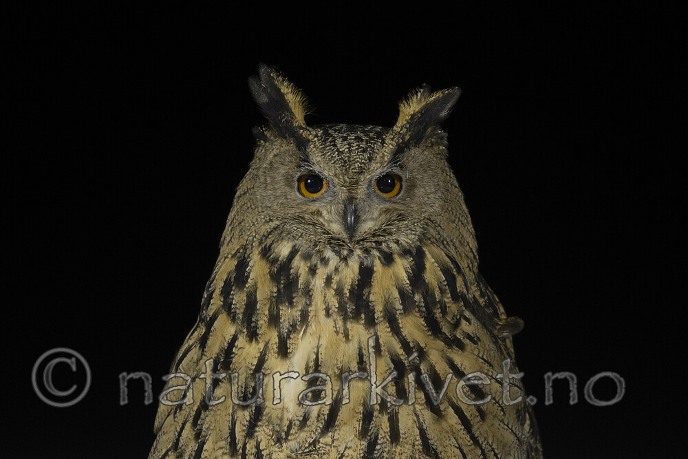 BB_20220223_0617 / Bubo bubo / Hubro