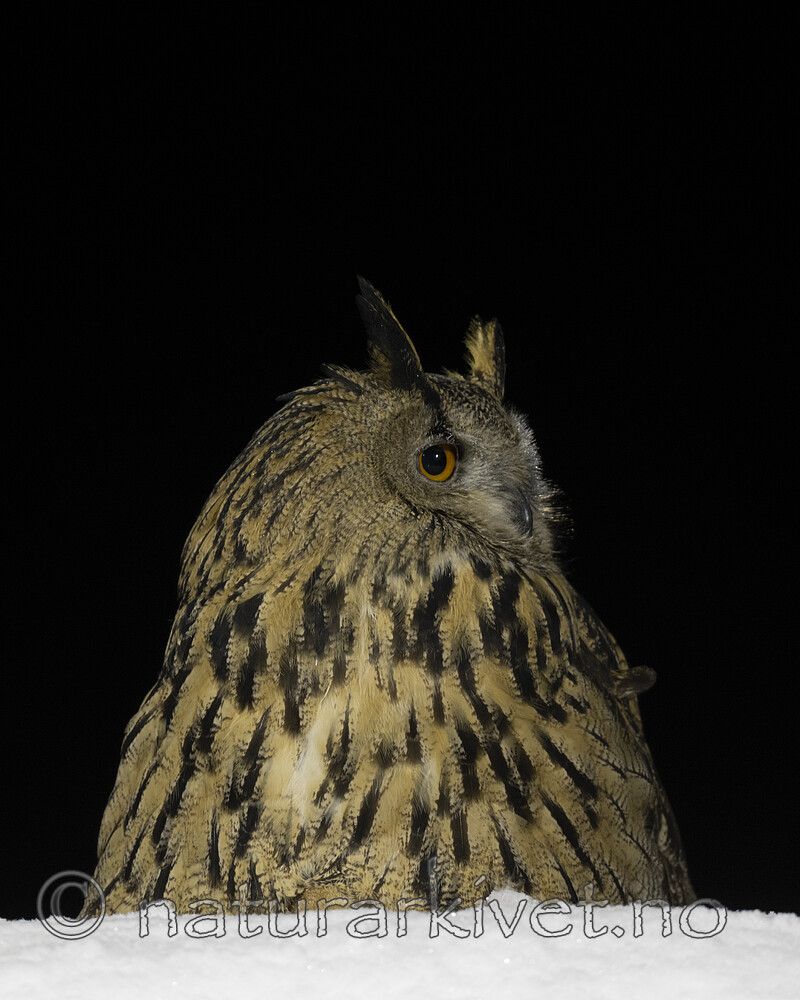 BB_20220223_0628 / Bubo bubo / Hubro
