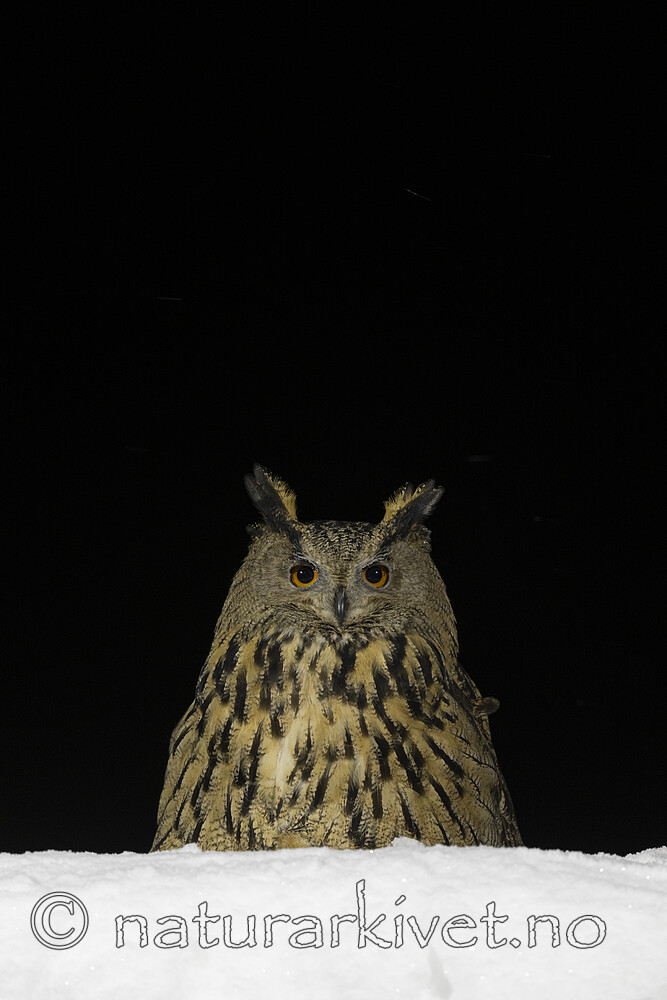 BB_20220223_0730 / Bubo bubo / Hubro