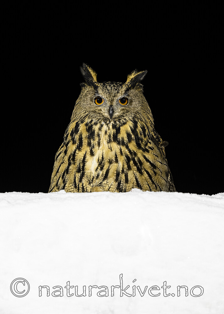 BB_20220223_0756 / Bubo bubo / Hubro