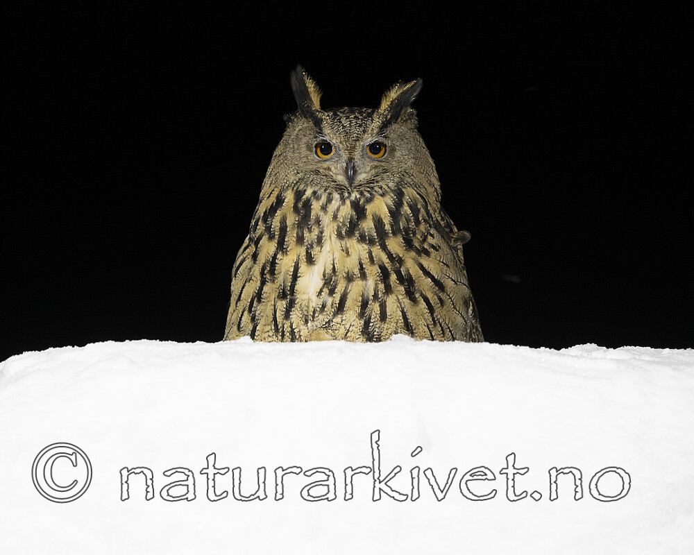 BB_20220223_0838 / Bubo bubo / Hubro