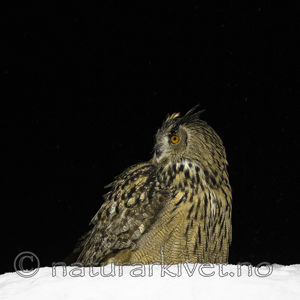 BB_20220223_1057 / Bubo bubo / Hubro