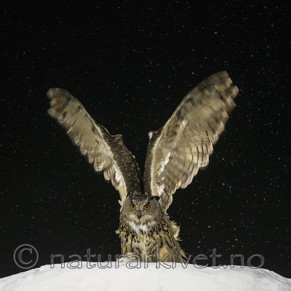 BB_20220224_0004 / Bubo bubo / Hubro