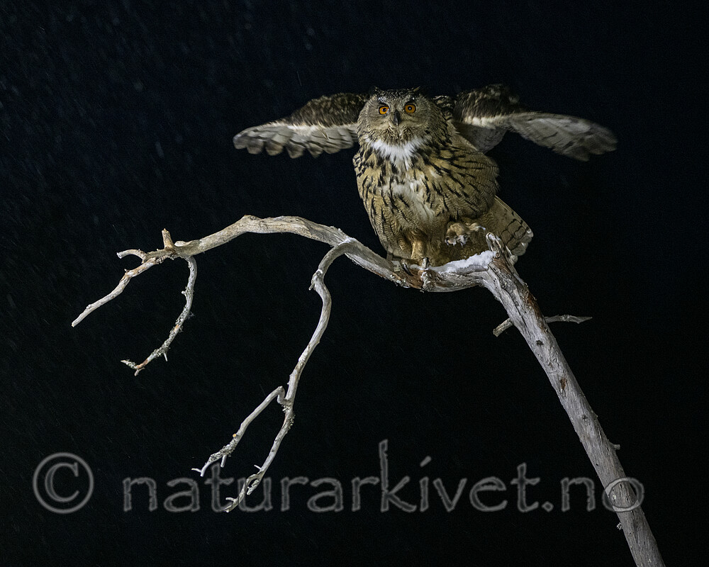 BB_20220224_0014 / Bubo bubo / Hubro