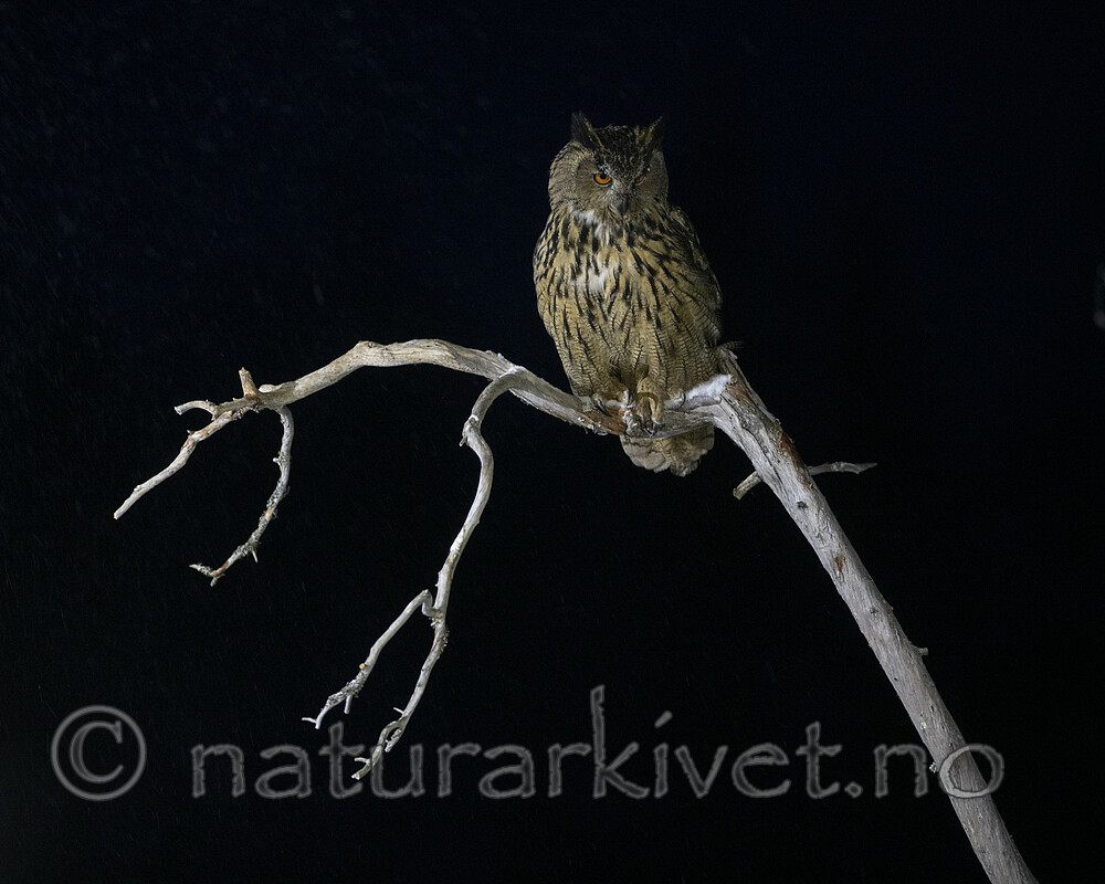 BB_20220224_0016 / Bubo bubo / Hubro