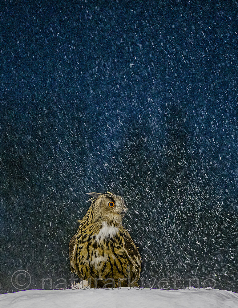BB_20220224_0024-2 / Bubo bubo / Hubro