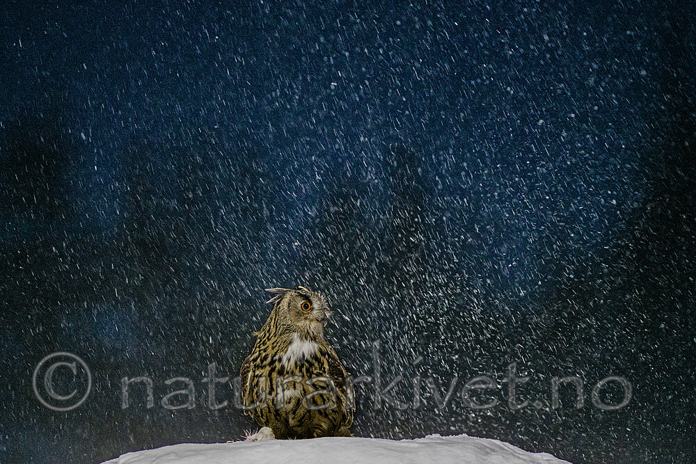 BB_20220224_0024 / Bubo bubo / Hubro