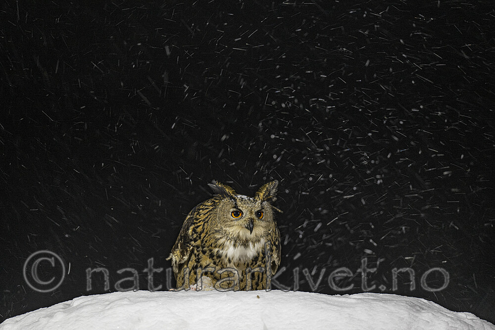 BB_20220224_1931 / Bubo bubo / Hubro