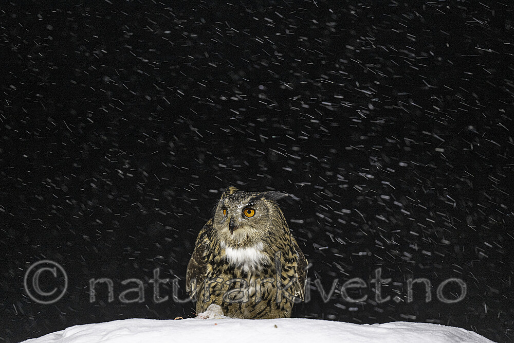 BB_20220224_1974 / Bubo bubo / Hubro