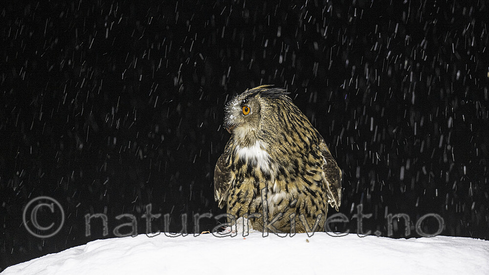 BB_20220224_1975 / Bubo bubo / Hubro