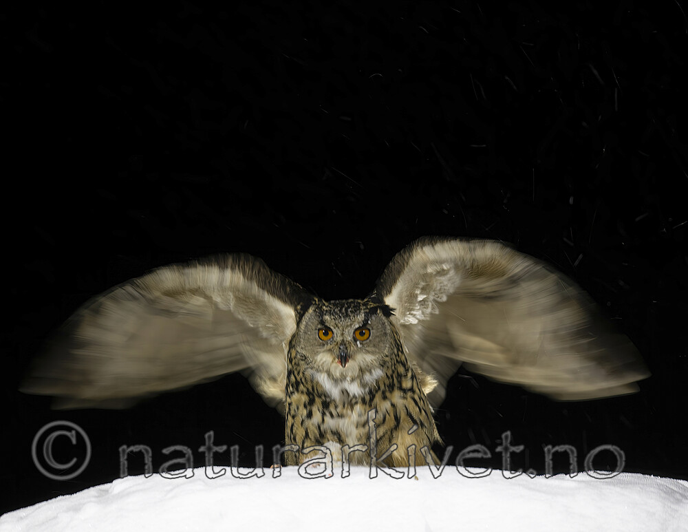 BB_20220224_2083-SharpenAI-Focus (1) / Bubo bubo / Hubro