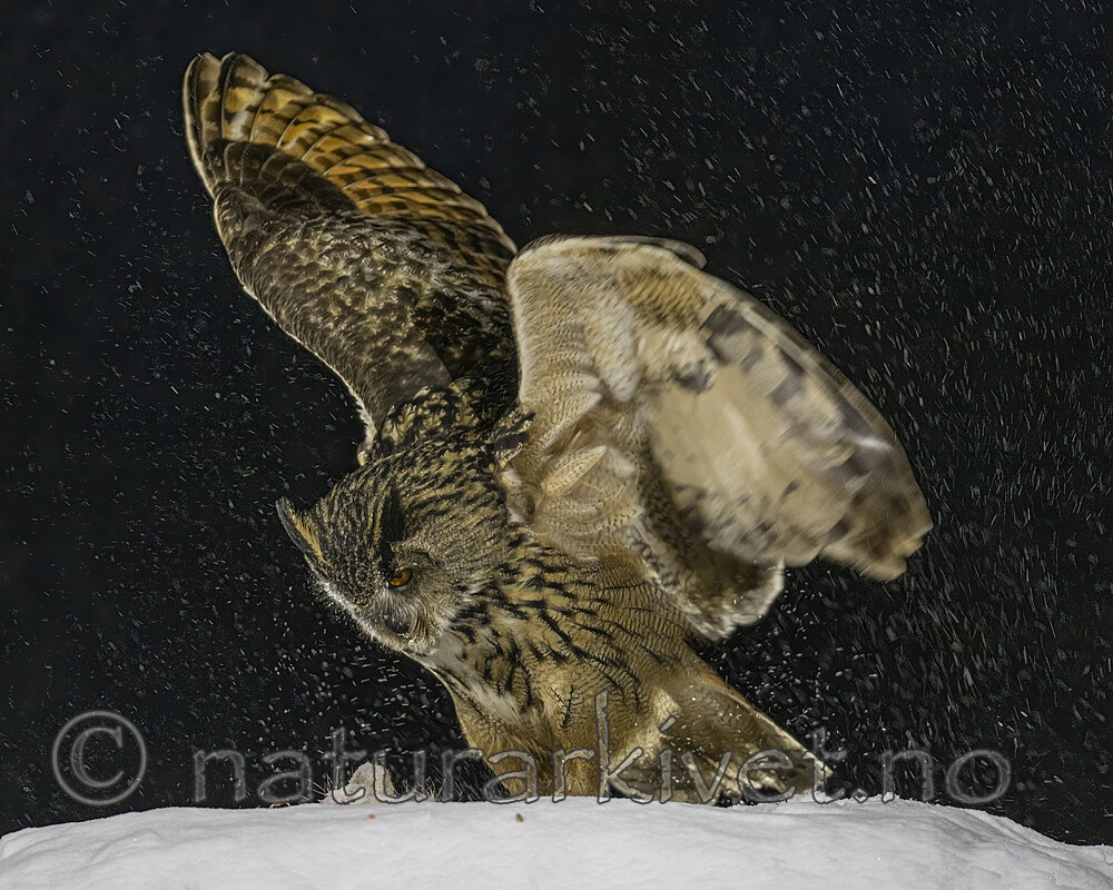 BB_20220224_2150-SharpenAI-Focus / Bubo bubo / Hubro