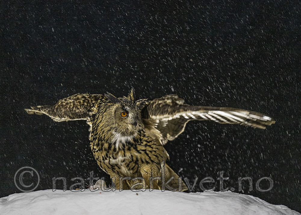 BB_20220224_2151 / Bubo bubo / Hubro