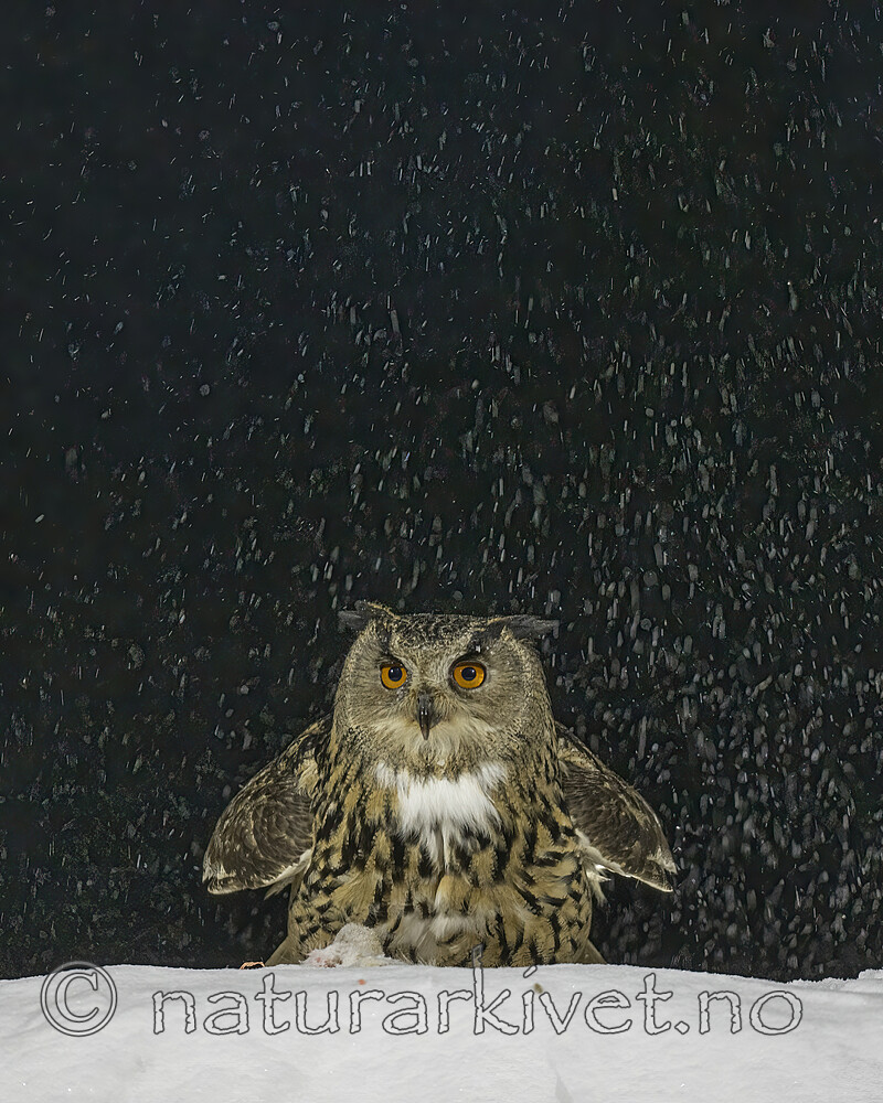 BB_20220224_2171-2-SharpenAI-Focus / Bubo bubo / Hubro