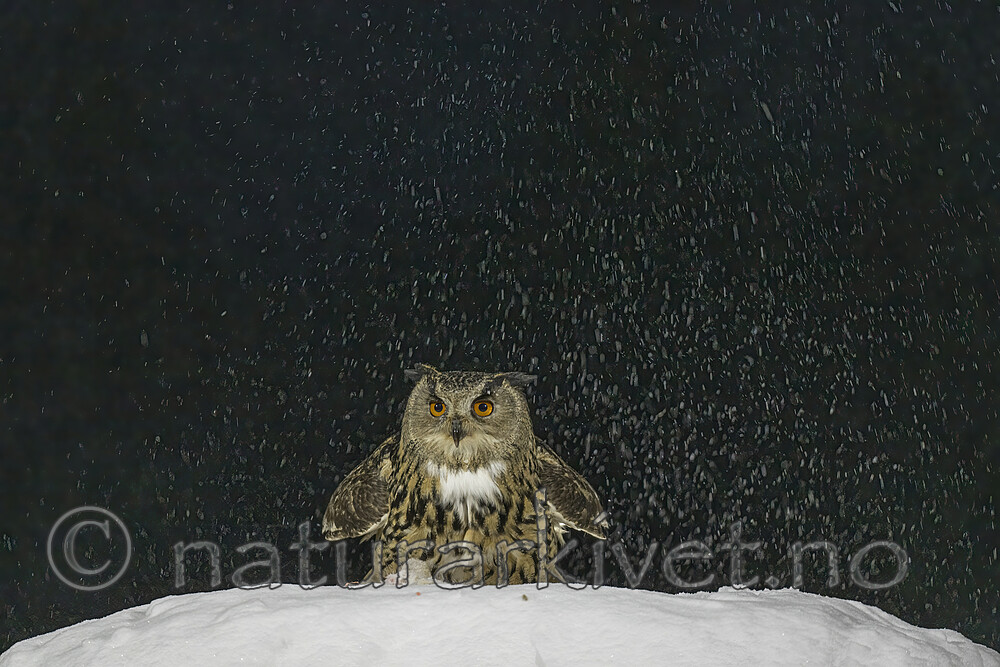 BB_20220224_2171-SharpenAI-Focus / Bubo bubo / Hubro