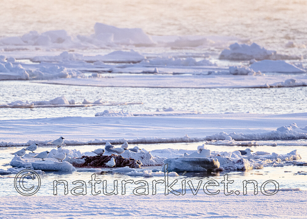 BB_20220418_0178 / Larus hyperboreus / Polarmåke <br /> Pagophila eburnea / Ismåke
