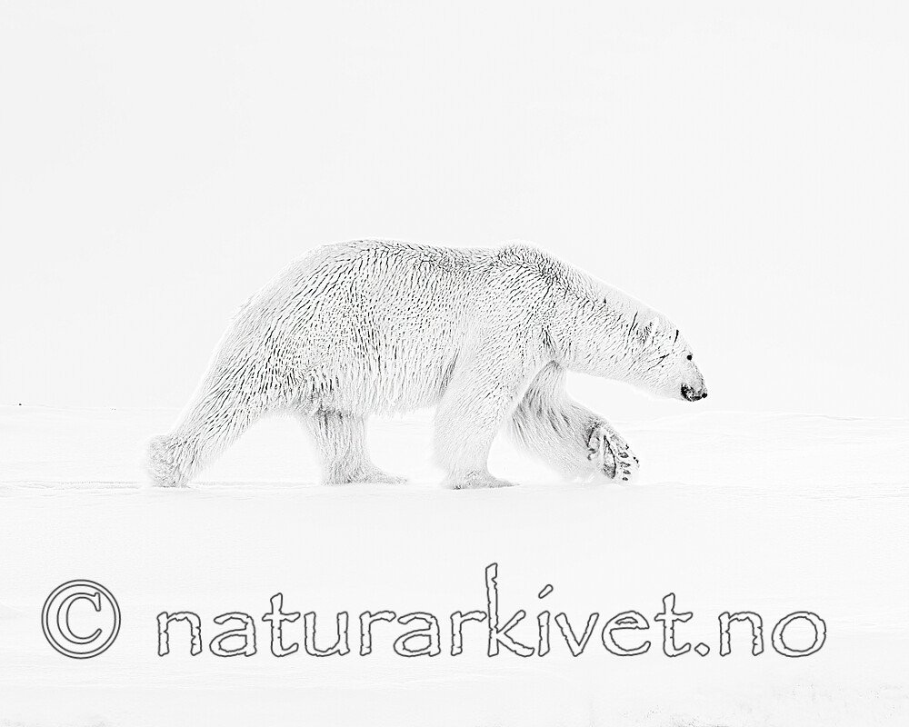 BB_20220419_0418 / Ursus maritimus / Isbjørn