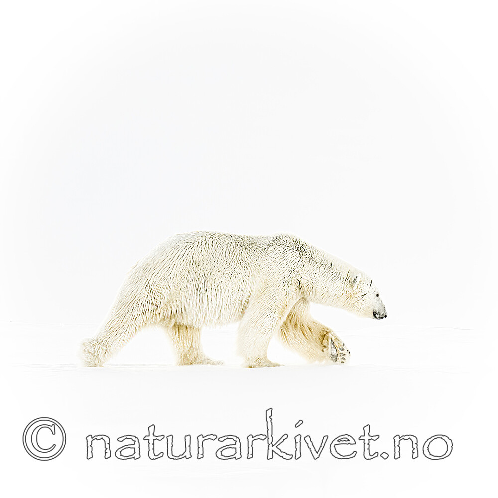 BB_20220419_0419-SharpenAI-Focus / Ursus maritimus / Isbjørn