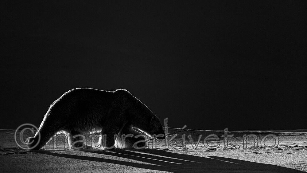 BB_20220419_0442 / Ursus maritimus / Isbjørn