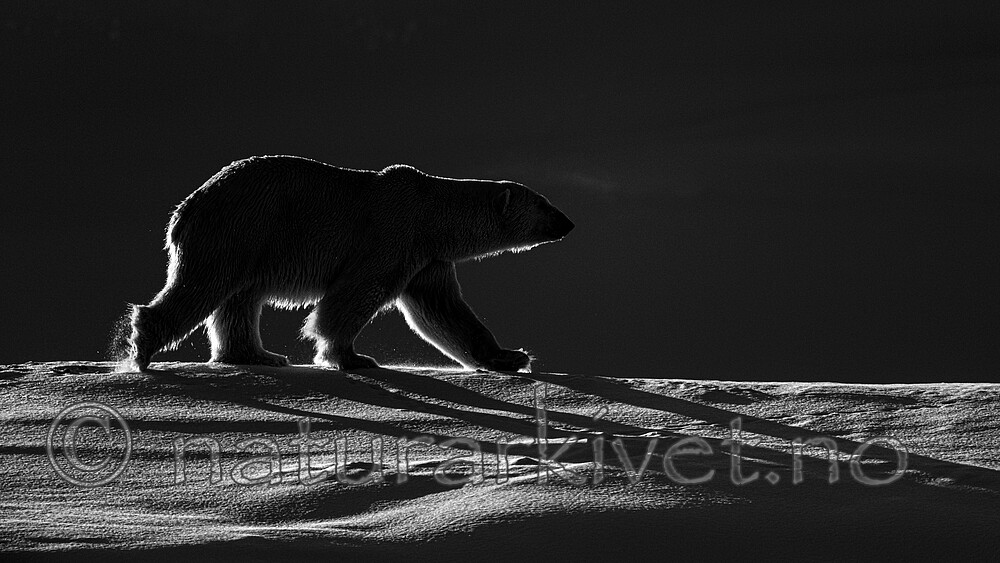 BB_20220419_0460 / Ursus maritimus / Isbjørn