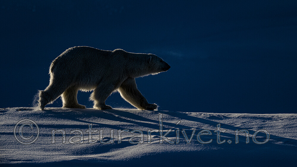BB_20220419_0461 / Ursus maritimus / Isbjørn