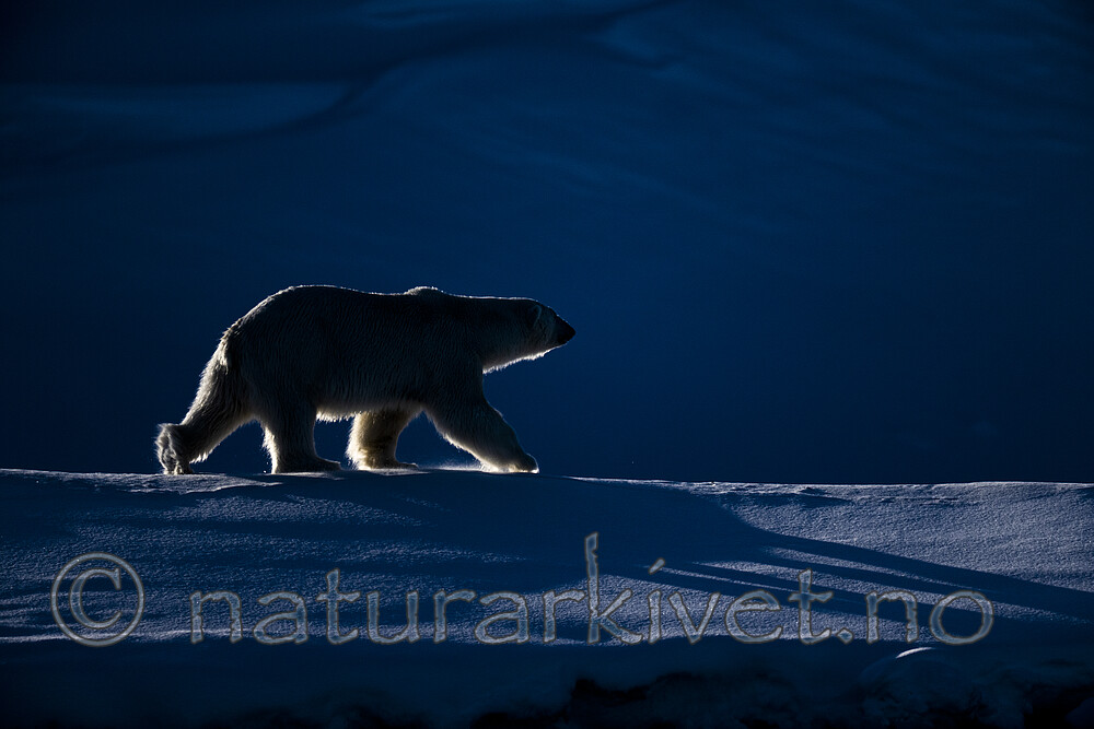 BB_20220419_0475 / Ursus maritimus / Isbjørn