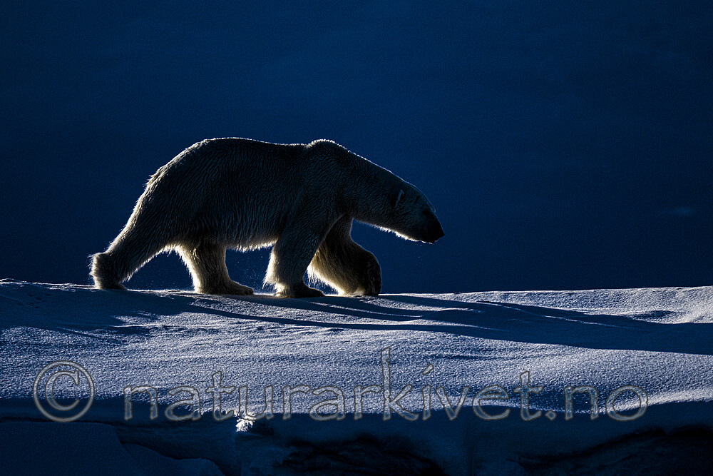 BB_20220419_0484 / Ursus maritimus / Isbjørn