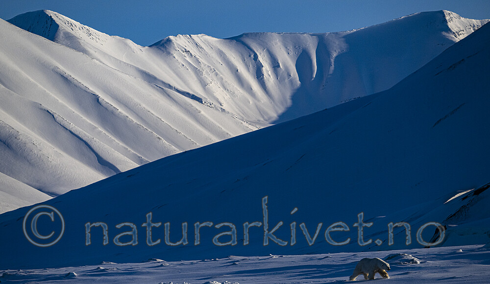 BB_20220419_0610 / Ursus maritimus / Isbjørn