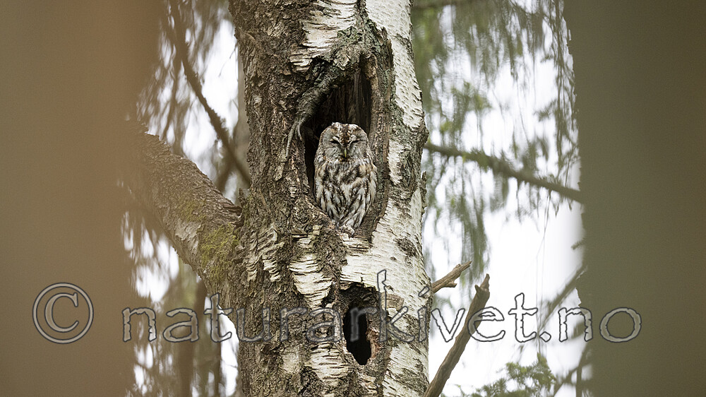 BB_20220520_0005 / Betula pubescens / Bjørk <br /> Strix aluco / Kattugle