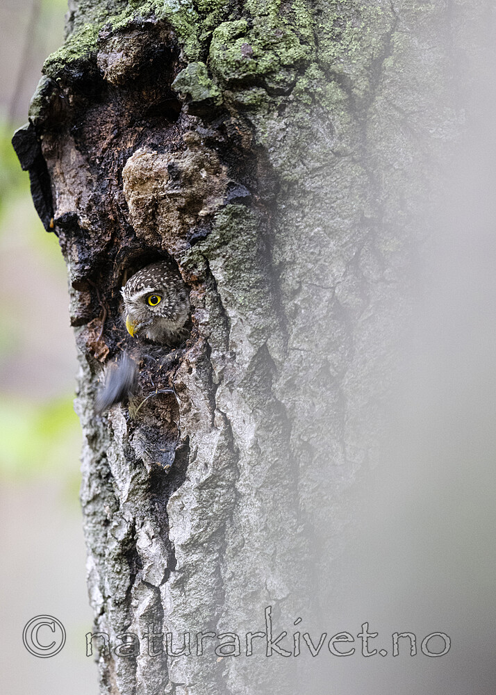 BB_20220603_0021 / Glaucidium passerinum / Spurveugle
