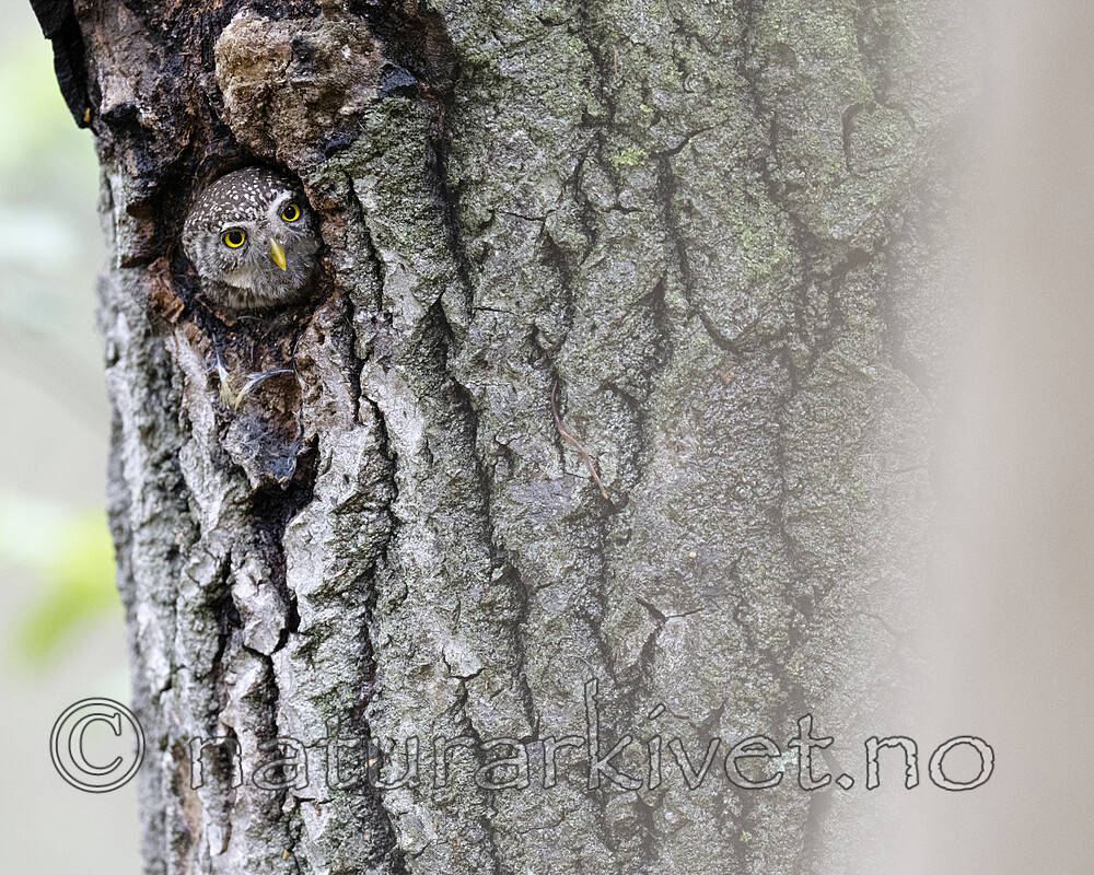 BB_20220603_0030 / Glaucidium passerinum / Spurveugle