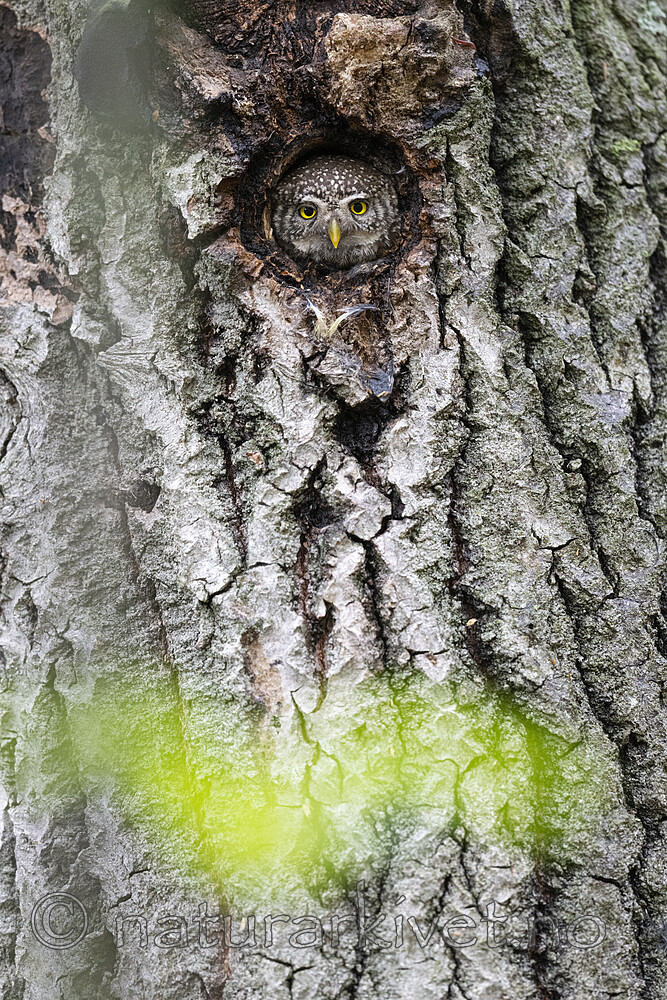 BB_20220603_0038 / Glaucidium passerinum / Spurveugle