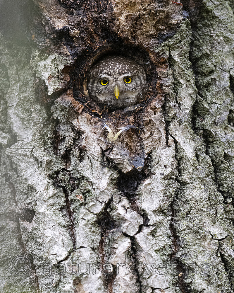 BB_20220603_0039 / Glaucidium passerinum / Spurveugle