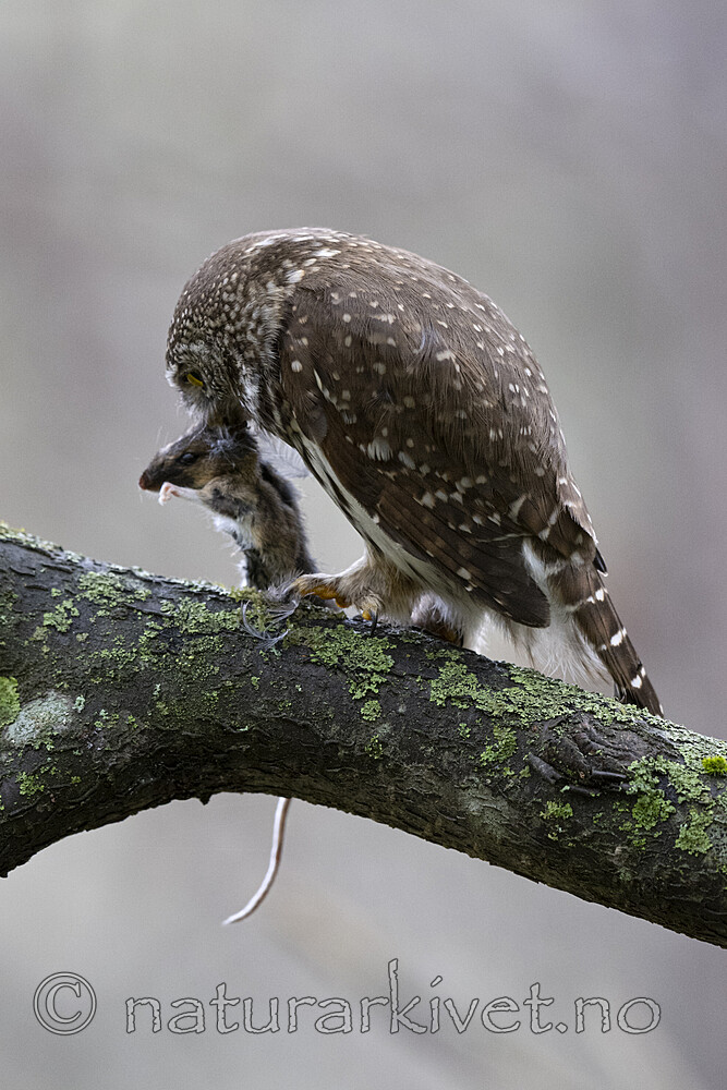 BB_20220603_0060 / Glaucidium passerinum / Spurveugle