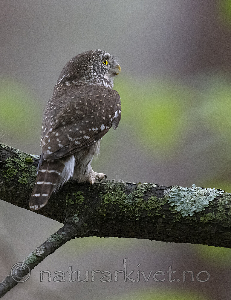 BB_20220603_0069 / Glaucidium passerinum / Spurveugle