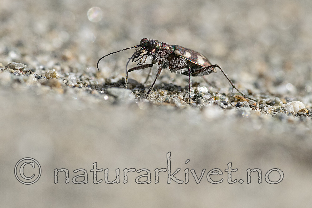 BB_20220603_0159 / Cicindela maritima / Elvesandjeger