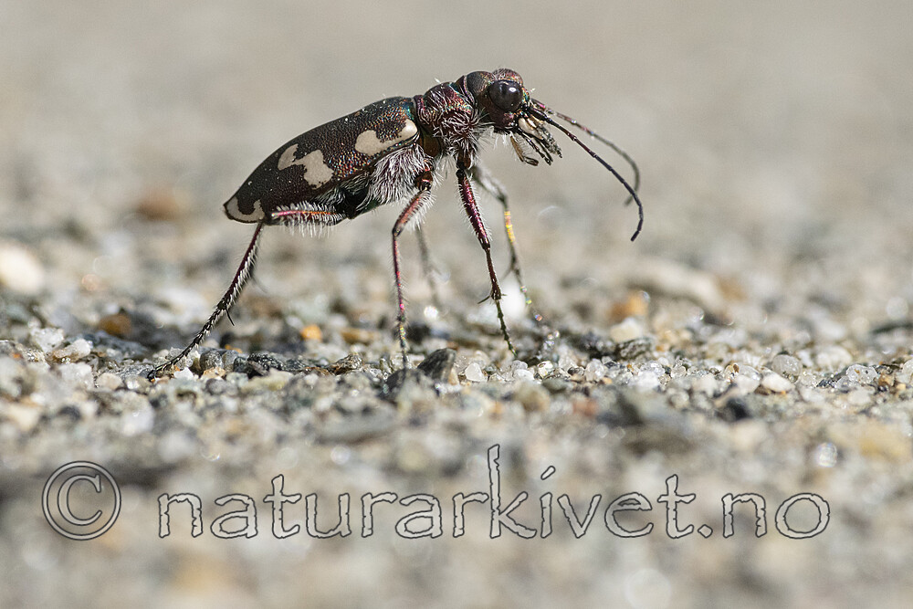 BB_20220603_0160 / Cicindela maritima / Elvesandjeger