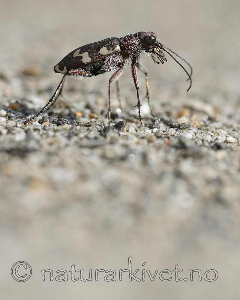 BB_20220603_0161 / Cicindela maritima / Elvesandjeger