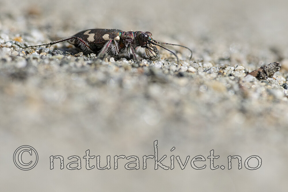 BB_20220603_0162 / Cicindela maritima / Elvesandjeger