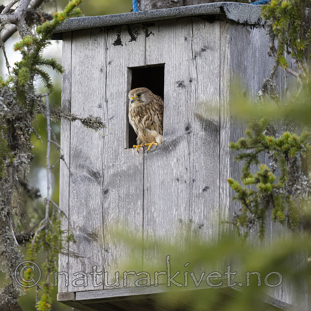 BB_20220605_0054 / Falco tinnunculus / Tårnfalk