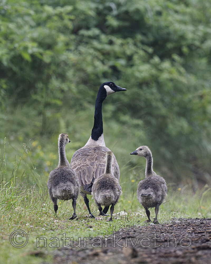 BB_20220627_0008-Forbedret-NR / Branta canadensis / Kanadagås