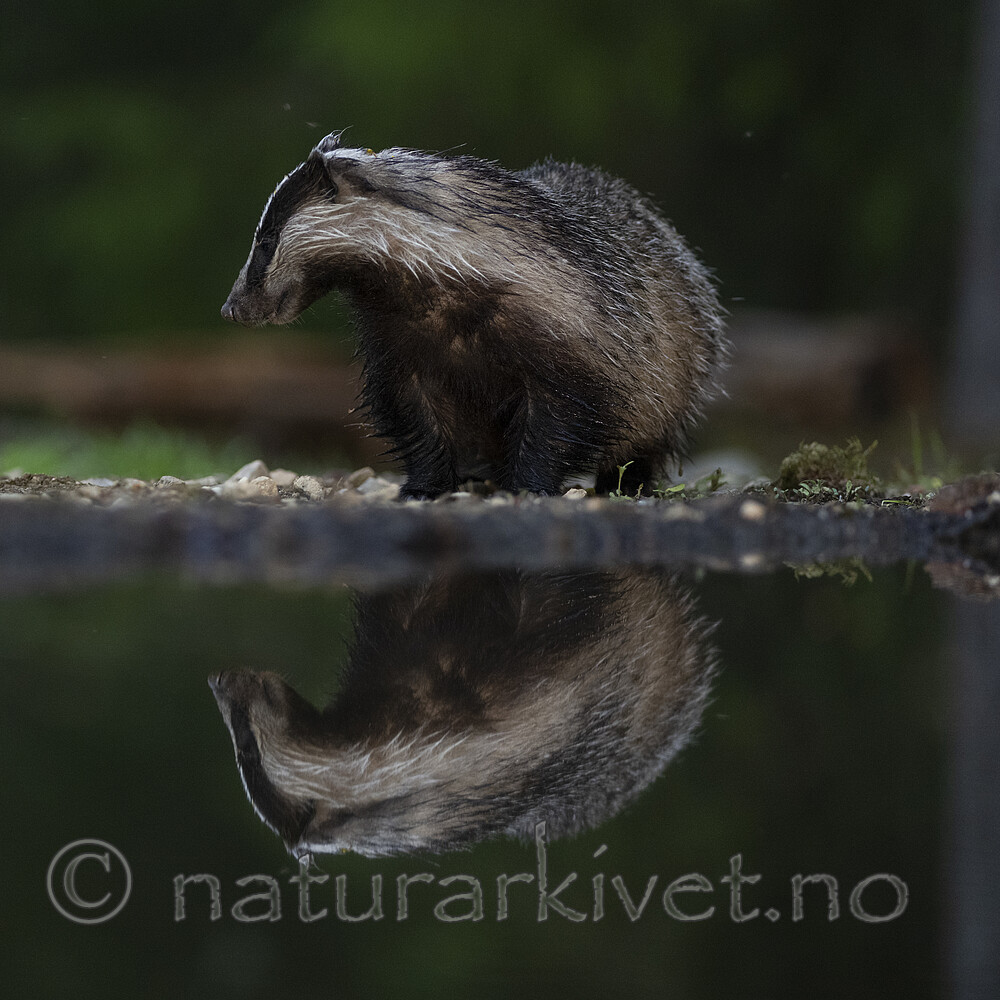 BB_20220630_0055 / Meles meles / Grevling