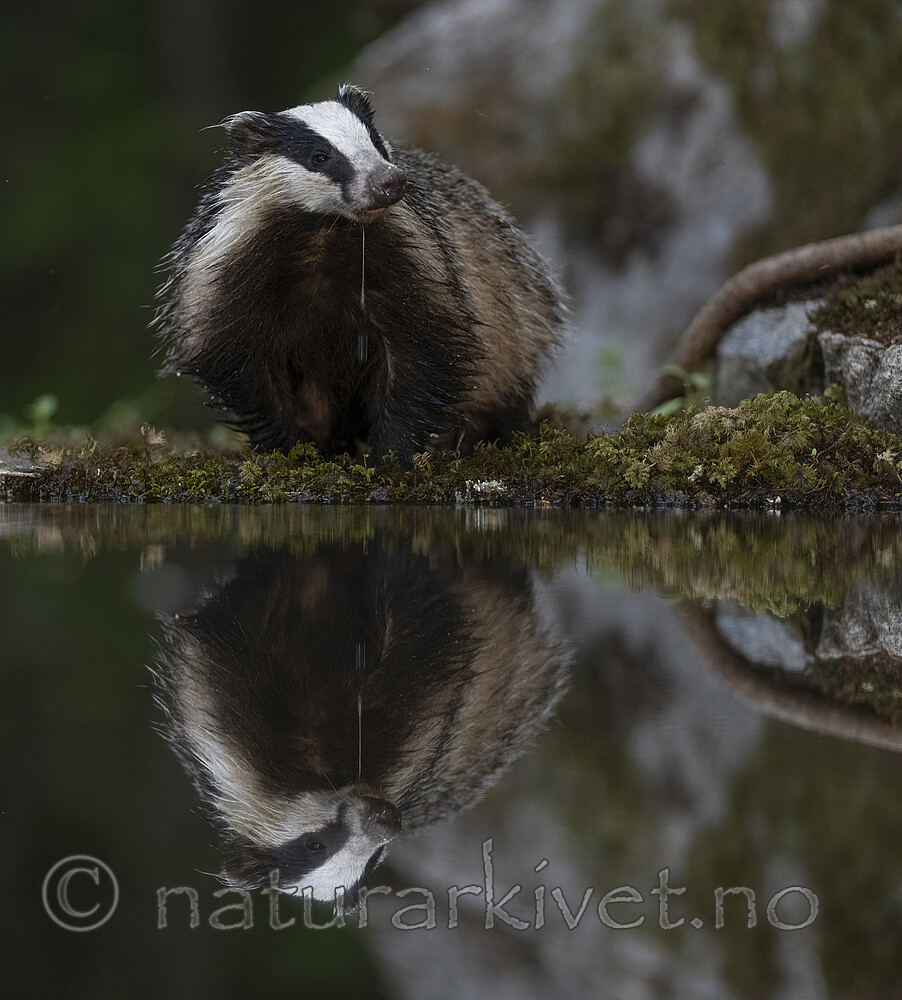 BB_20220630_0076-SharpenAI-Focus / Meles meles / Grevling