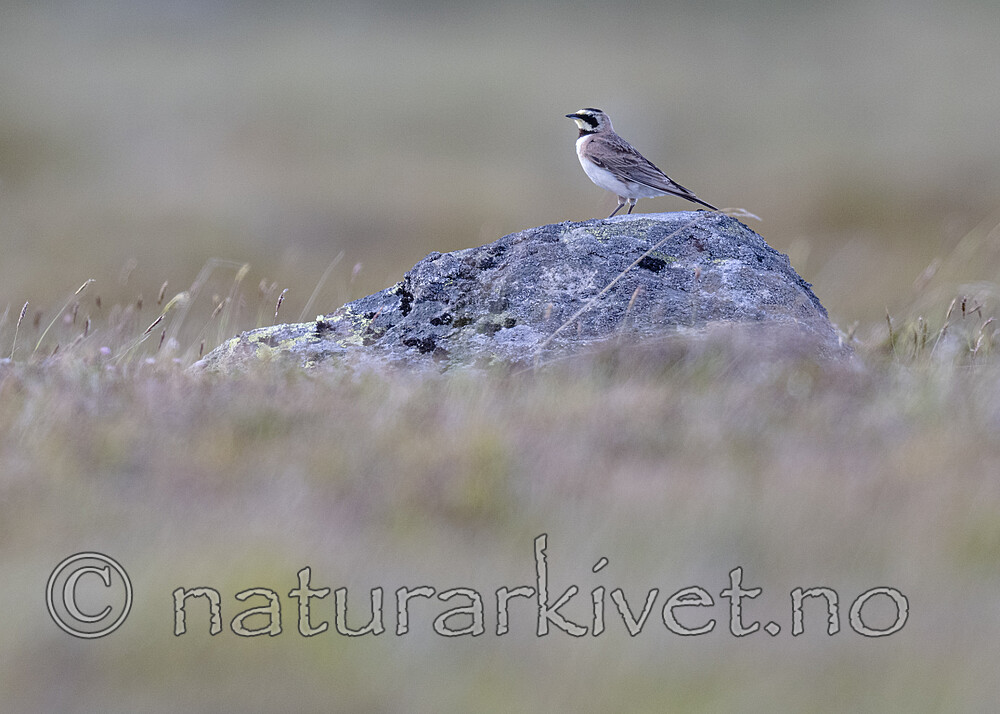 BB_20220702_0057 / Eremophila alpestris / Fjellerke