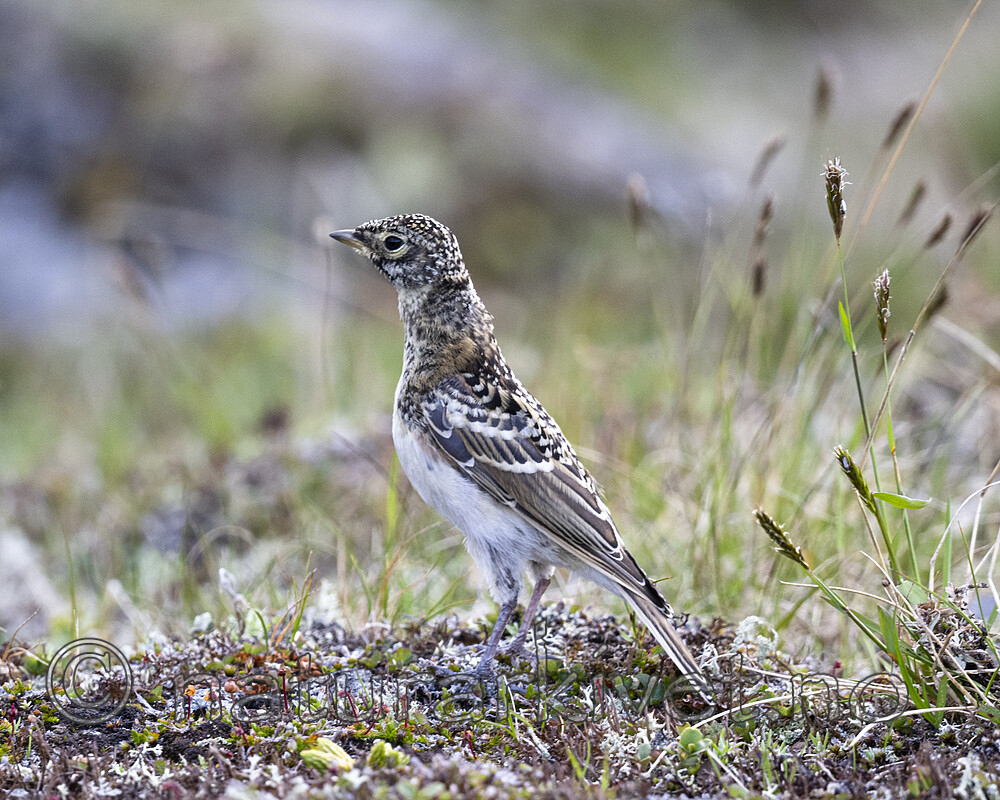 BB_20220702_0097 / Eremophila alpestris / Fjellerke
