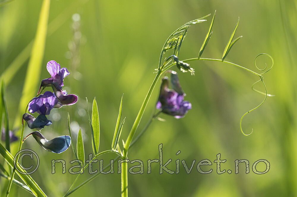 BB_20220703_0023 / Lathyrus palustris / Myrflatbelg
