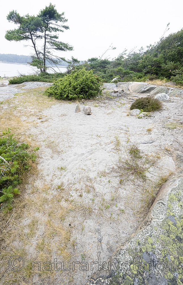 BB_20220721_0017 / Pinus sylvestris / Furu