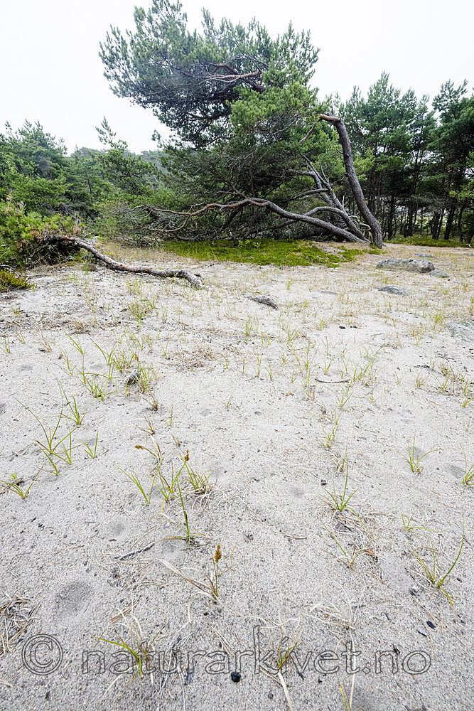 BB_20220721_0021 / Myrmeleon bore / Strandmaurløve <br /> Pinus sylvestris / Furu