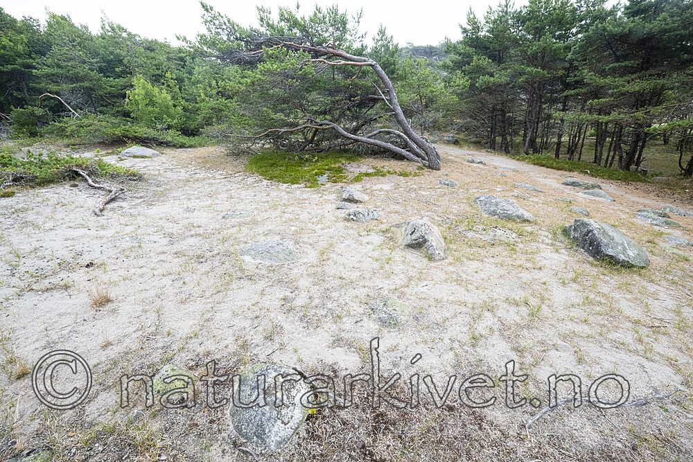 BB_20220721_0025 / Pinus sylvestris / Furu