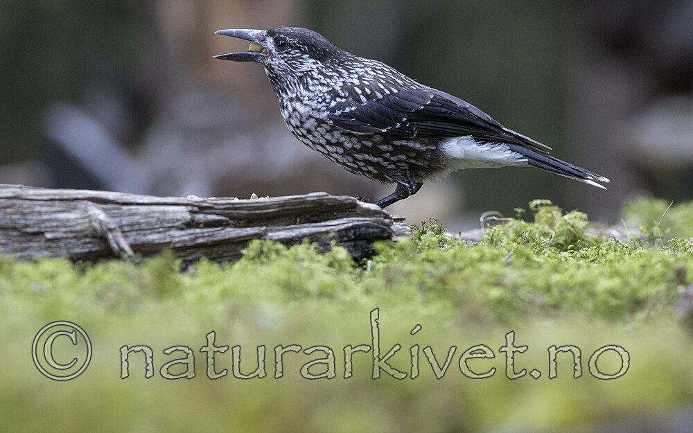 BB_20220730_0115 / Nucifraga caryocatactes / Nøttekråke